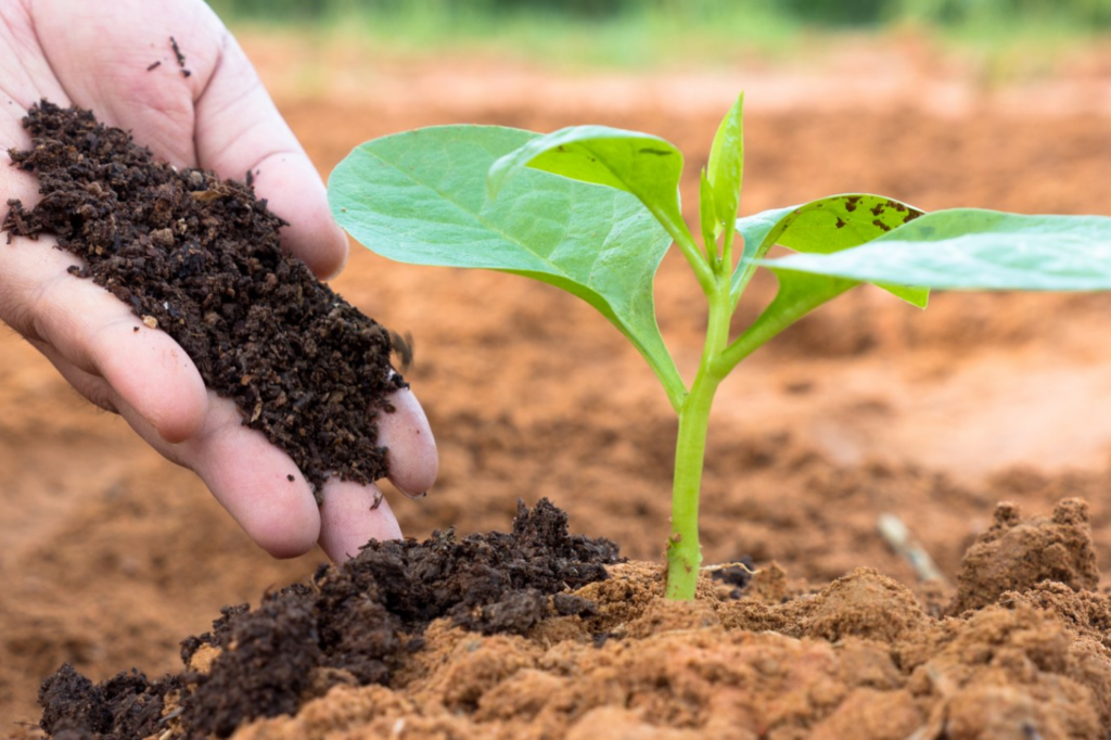 How Biofertilizers Promote Biodiversity in Agricultural Systems