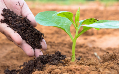 How Biofertilizers Promote Biodiversity in Agricultural Systems