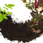 Creating Sustainable Landscapes: The Long-Term Benefits of Composting for Large Societies